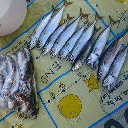 豆アジ大漁＆サバも大きくなってきた