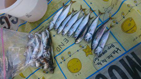 豆アジ大漁＆サバも大きくなってきた