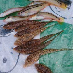 キス・ベラ・ガッチョ