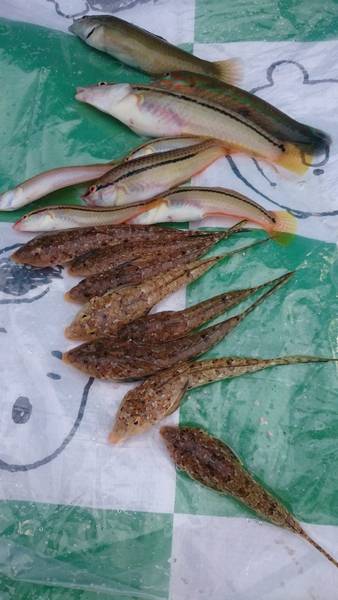 キス・ベラ・ガッチョ