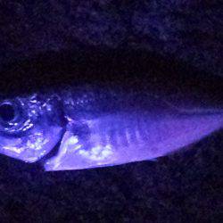 のんびりと夜釣り