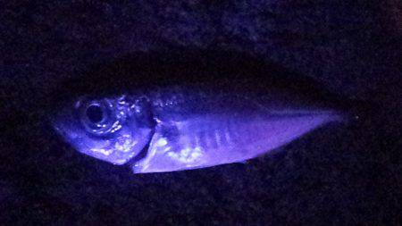 のんびりと夜釣り