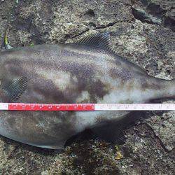 サンバソウの数釣り