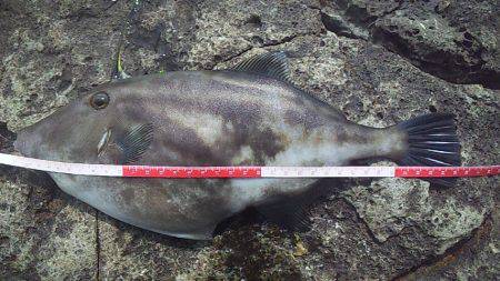 サンバソウの数釣り