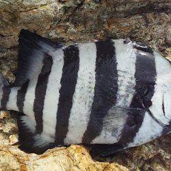 小さいけど青物ゲット