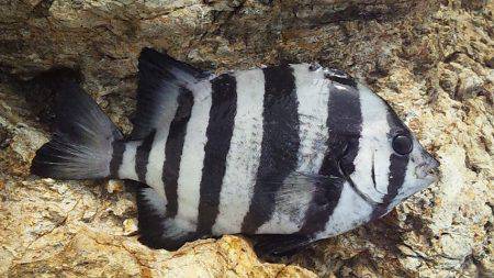 小さいけど青物ゲット