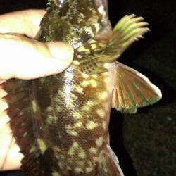 真夏のガシラ調査