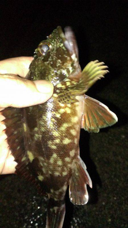 真夏のガシラ調査