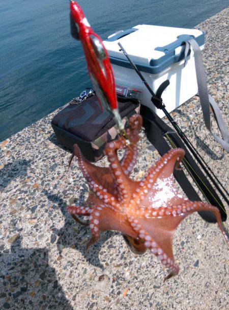 オクトパッシング！