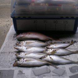 のんびりと夜釣り