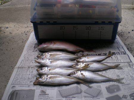 のんびりと夜釣り