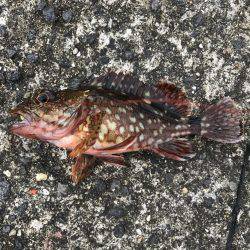 釣り難しいなか…。