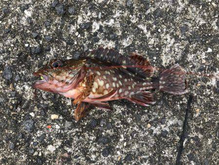 釣り難しいなか…。