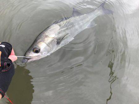 今季初デイゲーム