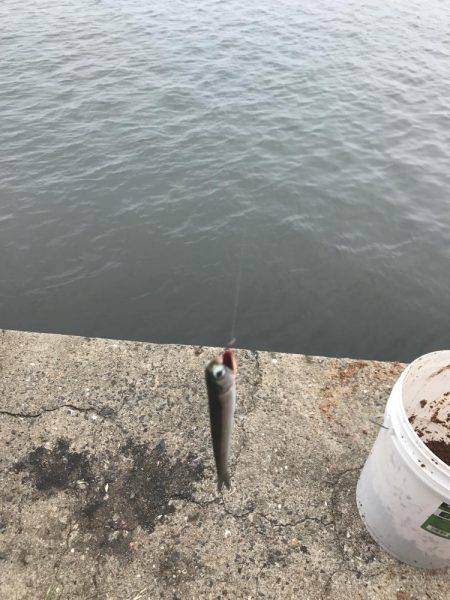 苅田港周辺釣行