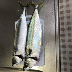 40㎝以上のデカサバ求めて