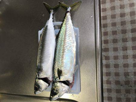 40㎝以上のデカサバ求めて