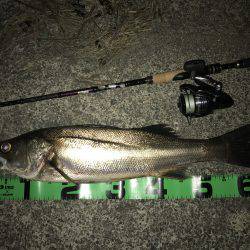 ナイトシーバス