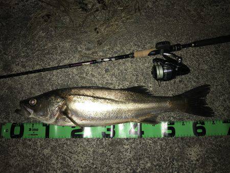 ナイトシーバス