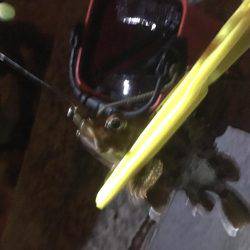 暇潰しにガシラ