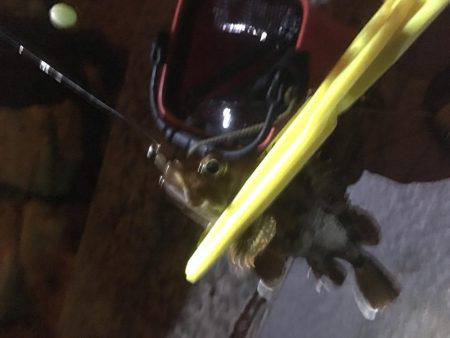 暇潰しにガシラ