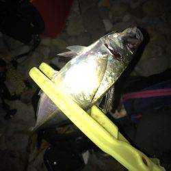 フロートリグ２