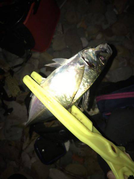 フロートリグ２