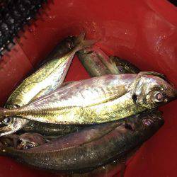 深日周辺で尺アジ