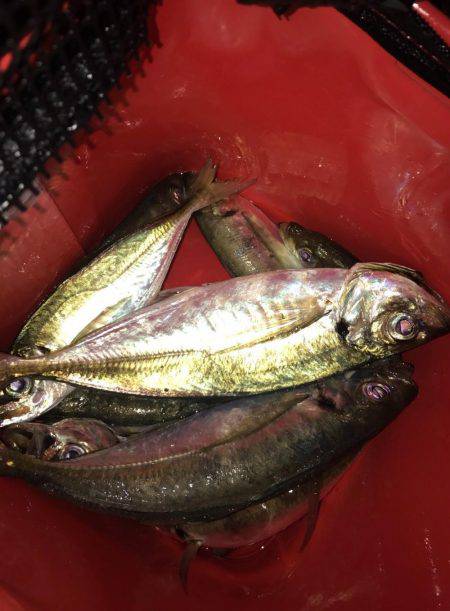 深日周辺で尺アジ