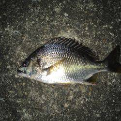 仕事帰りの定期巡回