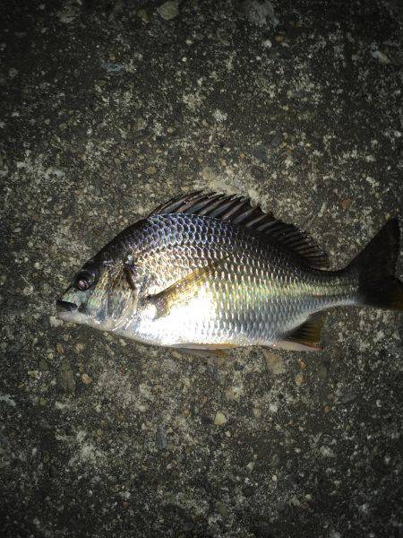 仕事帰りの定期巡回