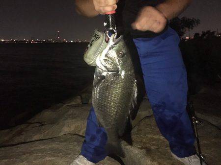 伝法にて！！真チヌ！！