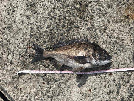 深浦漁港、フカセ釣りの釣果