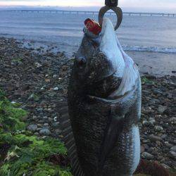 今日も仕事帰りにチヌポッパー