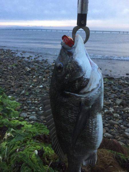 今日も仕事帰りにチヌポッパー