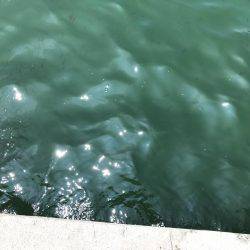 サビキで豆アジとその他!