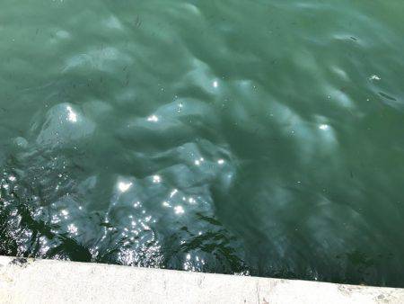 サビキで豆アジとその他!