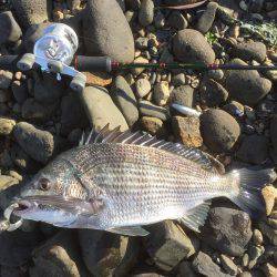 久々のチニング