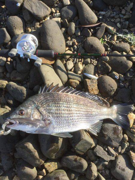 久々のチニング