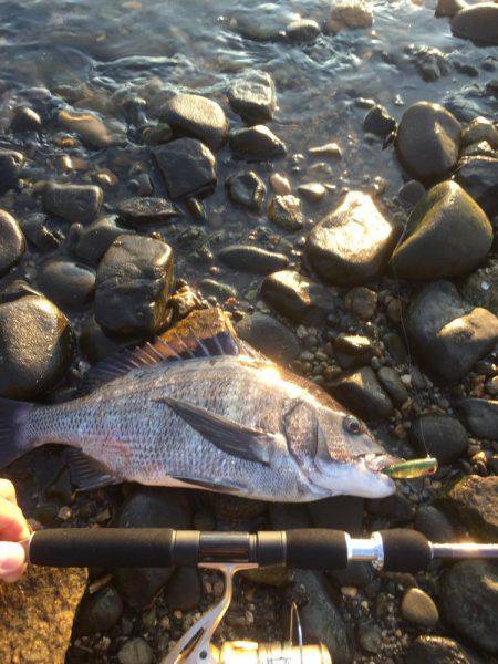 出勤前チニング