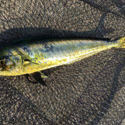 シイラゲーム♫