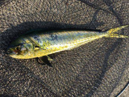 シイラゲーム♫