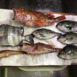 カサゴ30センチ、アコウ25センチ、イシダイ25センチなどなど。