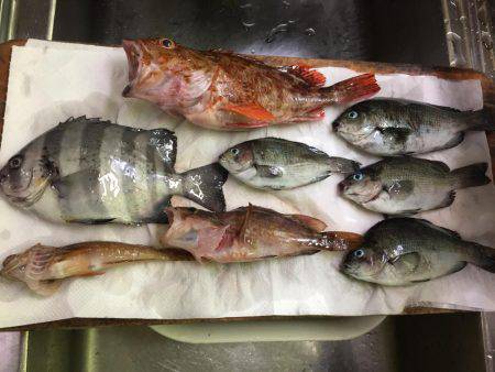 カサゴ30センチ、アコウ25センチ、イシダイ25センチなどなど。