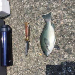 岸和田フカセ釣り