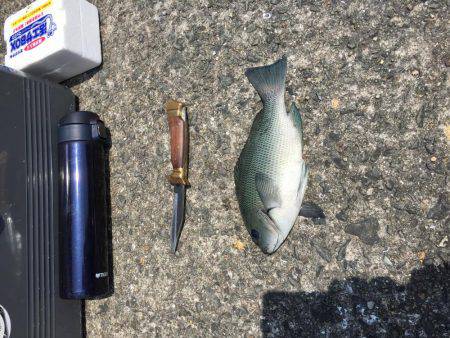 岸和田フカセ釣り