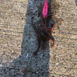 朝練オクトパッシング♫