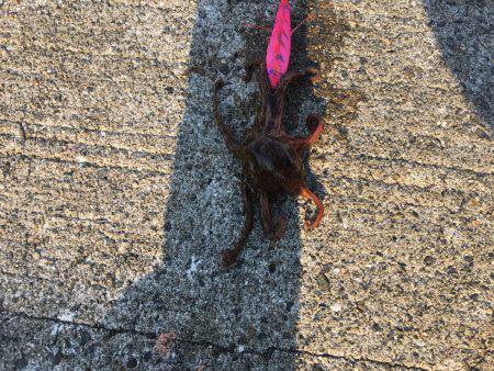 朝練オクトパッシング♫