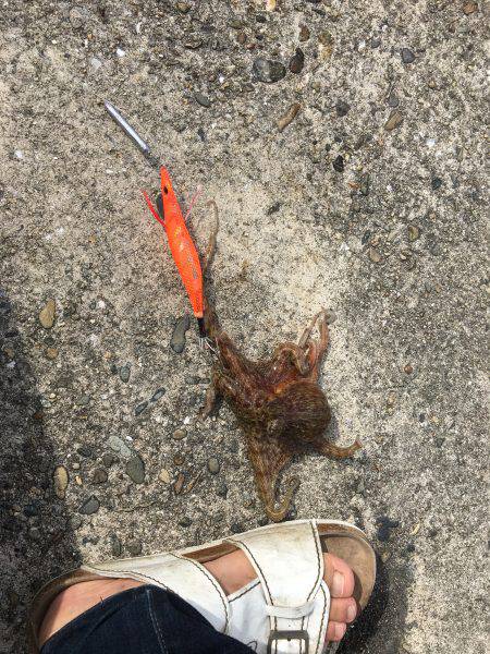 朝練オクトパッシング♫