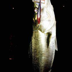 シーバスハンター